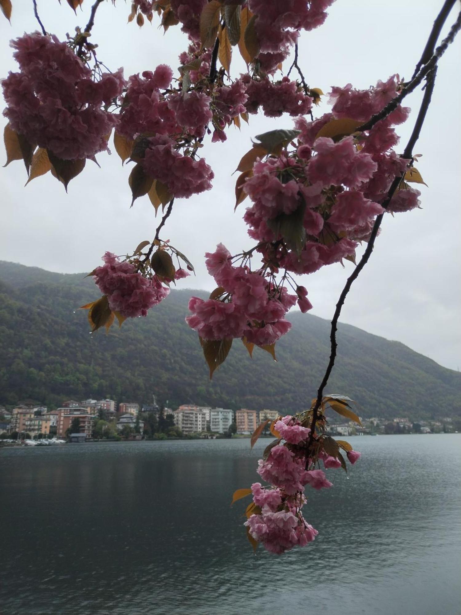 Un Balcone Sul Lago Omegna Kültér fotó
